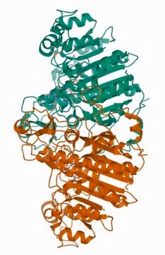 Amino-terminal FLAG-BAP&#8482; Fusion Protein