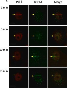 Anti-BRCA1 (Ab-1) Mouse mAb (MS110) liquid, clone MS110, Calbiochem&#174;