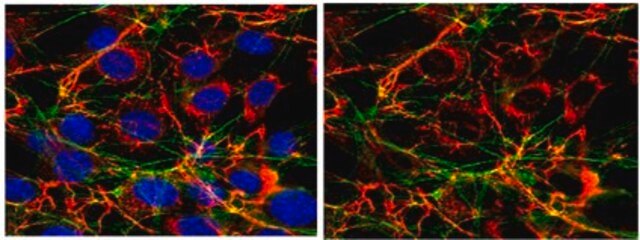 Anti-Fibronectin Antibody Chemicon&#174;, from rabbit