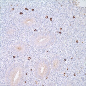 IgM Rabbit Polyclonal Antibody