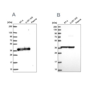 Anti-GAPDH antibody produced in rabbit Prestige Antibodies&#174; Powered by Atlas Antibodies, affinity isolated antibody