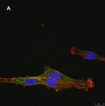 Anti-NG2 Antibody, clone 1L2, ZooMAb&#174; Rabbit Monoclonal recombinant, expressed in HEK 293 cells