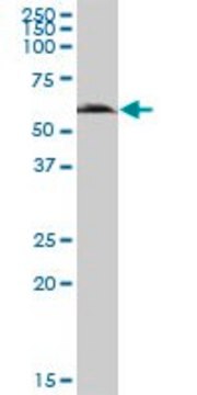 Anti-GGT6 antibody produced in mouse IgG fraction of antiserum, buffered aqueous solution