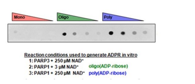 Anti-poly-ADP-ribose binding reagent Anti-poly-ADP-ribose binding reagent is a reagent that selectively binds to ADP ribose for use in Western Blotting, Immunocytochemistry and Dot Blot.