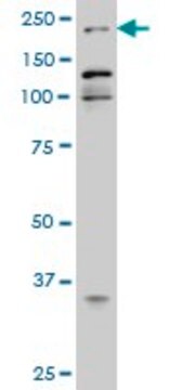 Monoclonal Anti-EP300 antibody produced in mouse clone 1D2, ascites fluid