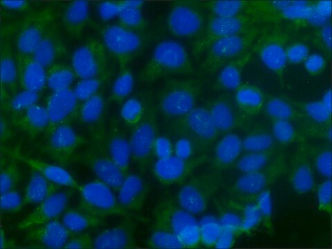 Anti-Caspase 3, Active antibody produced in rabbit IgG fraction of antiserum, buffered aqueous solution