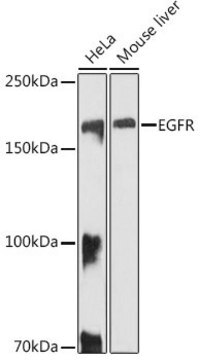 Anti- EGFR antibody produced in rabbit