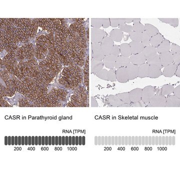 Anti-CASR antibody produced in rabbit Prestige Antibodies&#174; Powered by Atlas Antibodies, affinity isolated antibody, buffered aqueous glycerol solution