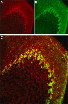 Anti-Calcium Channel CaV3.2 (&#945;1H) antibody produced in rabbit affinity isolated antibody, lyophilized powder