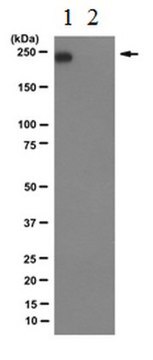 Anti-RNA-Polymerase&nbsp;II-Untereinheit&nbsp;B1 (Phospho-CTD Ser-2), Klon 3E10 (Ratte, monoklonal). culture supernatant, clone 3E10, from rat