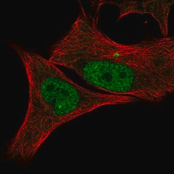 Anti-CDK2 antibody produced in rabbit Prestige Antibodies&#174; Powered by Atlas Antibodies, affinity isolated antibody