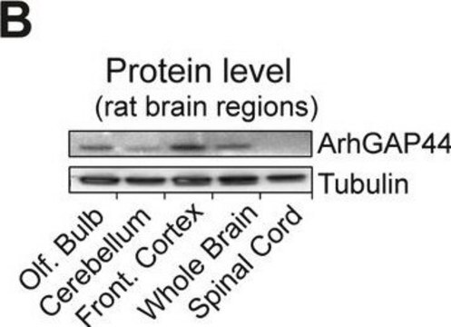 Anti-&#946;-Tubulin&nbsp;III-Antikörper (neuronal), monoklonaler Antikörper der Maus in Maus hergestellte Antikörper ~1.0&#160;mg/mL, clone 2G10, purified from hybridoma cell culture