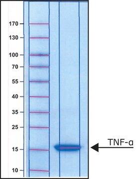 Tumornekrosefaktor-&#945; aus mouse TNF-&#945;, recombinant, expressed in E. coli, powder, suitable for cell culture