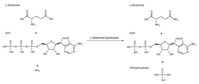 L-Glutamine Synthetase from Escherichia coli lyophilized powder, 400-2,000&#160;units/mg protein