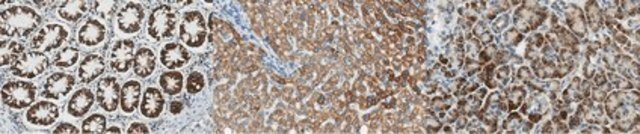 Anti-SHMT Antibody, clone 4D2.1 clone 4D2.1, from mouse