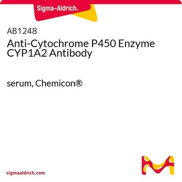 Anti-Cytochrome P450 Enzyme CYP1A2 Antibody serum, Chemicon&#174;