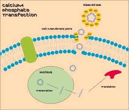 Calcium Phosphate Transfection Kit Most cost effective transfection reagent kit for transient and stable transfection of DNA into mammalian cells