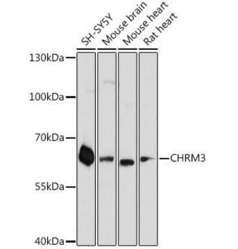 Anti-CHRM3 antibody produced in rabbit