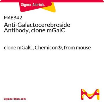 Anti-Galactocerebroside Antibody, clone mGalC clone mGalC, Chemicon&#174;, from mouse