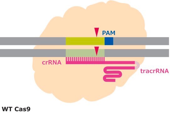 Cas9-Protein from&nbsp;Streptococcus pyogenes, recombinant, expressed in&nbsp;E. coli, 1X NLS