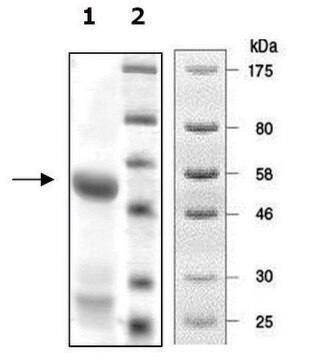 NSD1 human recombinant, expressed in E. coli, &#8805;63% (SDS-PAGE)