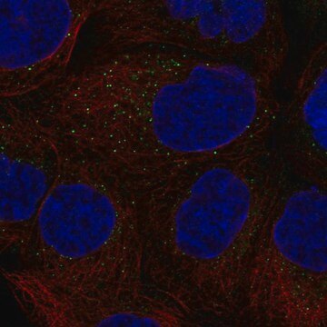 Anti-CSF2 antibody produced in rabbit Prestige Antibodies&#174; Powered by Atlas Antibodies, affinity isolated antibody