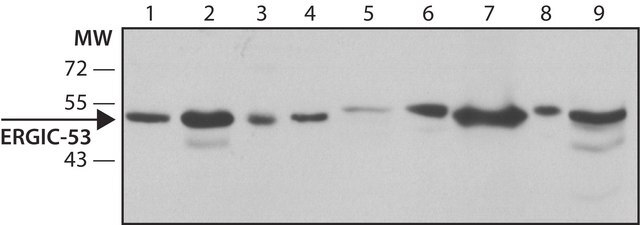 Anti-ERGIC-53 antibody, Mouse monoclonal clone ERGIC-3, purified from hybridoma cell culture