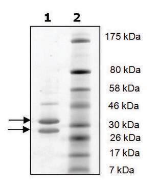 CDK4/Cyclin D1 active human recombinant, expressed in baculovirus infected Sf9 cells, &#8805;90% (SDS-PAGE)