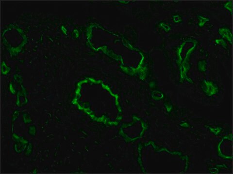 Anti-CD31(PECAM-1) antibody , Mouse monoclonal clone WM-59, purified from hybridoma cell culture