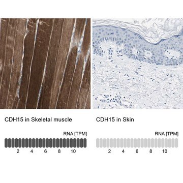 Anti-CDH15 antibody produced in rabbit Prestige Antibodies&#174; Powered by Atlas Antibodies, affinity isolated antibody, buffered aqueous glycerol solution