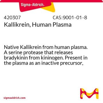 Kallikrein, menschliches Plasma Native Kallikrein from human plasma. A serine protease that releases bradykinin from kininogen. Present in the plasma as an inactive precursor, prokallikrein.