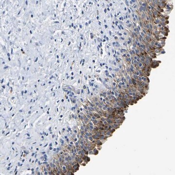 Anti-QRFPR antibody produced in rabbit Prestige Antibodies&#174; Powered by Atlas Antibodies, affinity isolated antibody, buffered aqueous glycerol solution