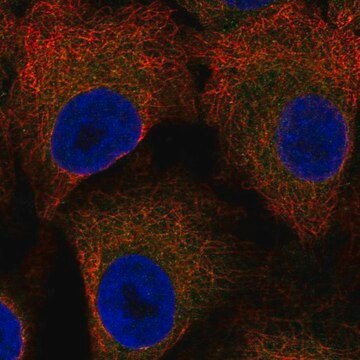 Anti-LSAMP antibody produced in rabbit Prestige Antibodies&#174; Powered by Atlas Antibodies, affinity isolated antibody