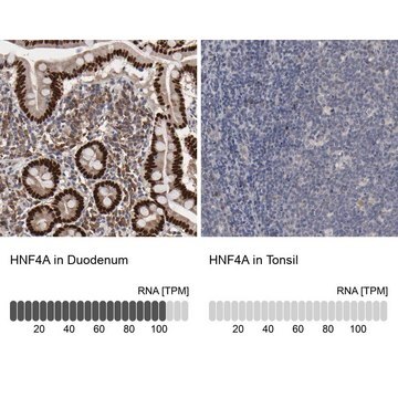 Anti-HNF4A antibody produced in rabbit Prestige Antibodies&#174; Powered by Atlas Antibodies, affinity isolated antibody, buffered aqueous glycerol solution