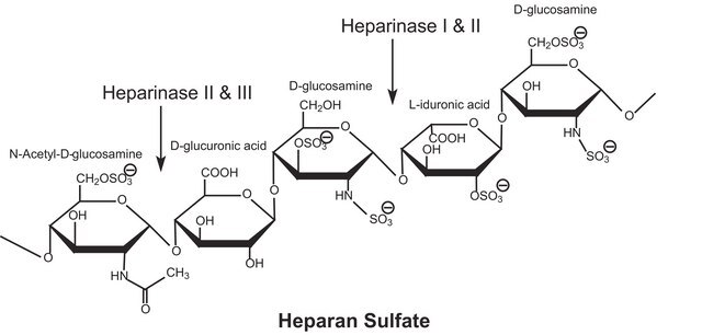 Heparinase III aus Flavobacterium heparinum Lyophilized powder stabilized with approx. 25% (w/w) bovine serum albumin, &#8805;30&#160;units/mg protein (enzyme + BSA)