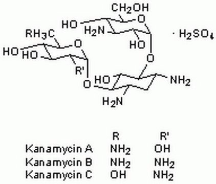 Kanamycin Sulfate, Streptomyces kanamyceticus An aminoglycoside antibiotic effective against Gram-positive and Gram-negative organisms.