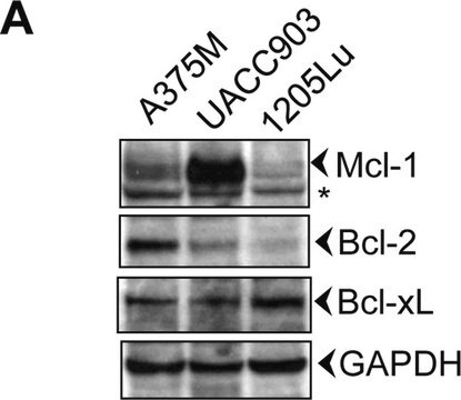 Anti-GAPDH antibody produced in rabbit ~1&#160;mg/mL, affinity isolated antibody, buffered aqueous solution