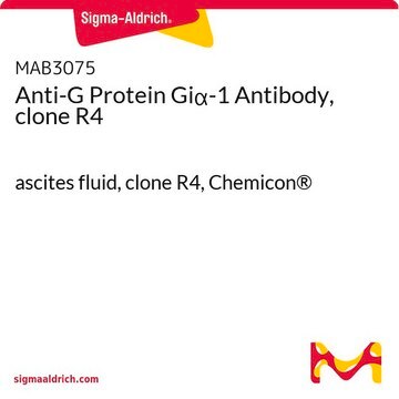 Anti-G-Protein-Gi&#945;-1-Antikörper, Klon&nbsp;R4 ascites fluid, clone R4, Chemicon&#174;