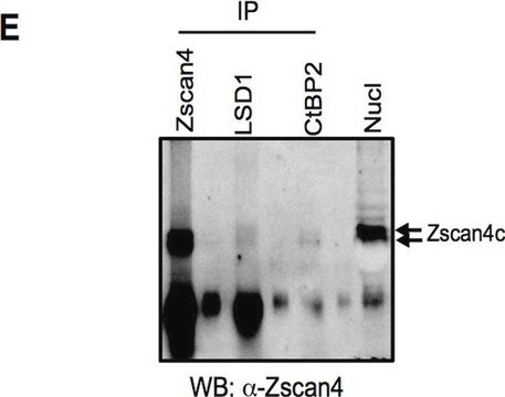 Anti-Zscan4-Antikörper from rabbit, purified by affinity chromatography