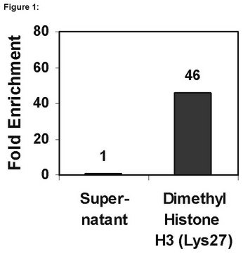 ChIPAb+ Dimethyl-Histone H3 (Lys27) - ChIP Validated Antibody and Primer Set, rabbit monoclonal culture supernatant, from rabbit