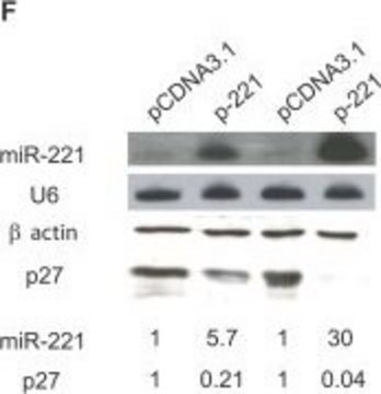 Anti-Aktin affinity isolated antibody, buffered aqueous solution