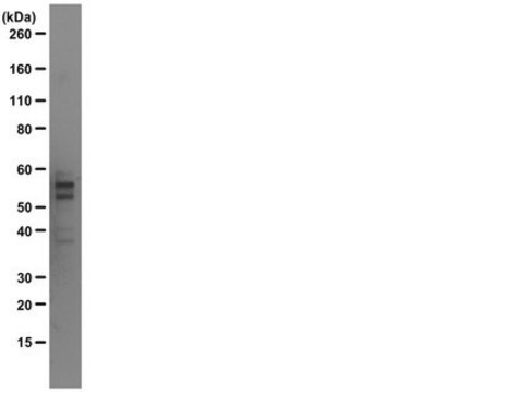 Anti-Tau Antibody, clone Tau 12 clone Tau 12, from mouse