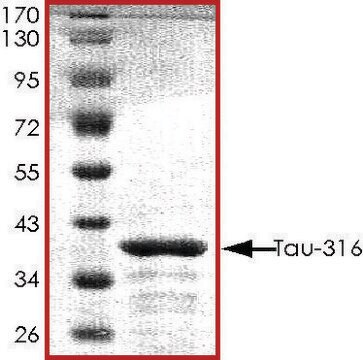 TAU-316 Protein recombinant