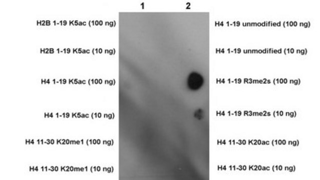 Anti-H2A (H4R3me2s) Antibody, clone 6G1/1D3 clone 6G1/1D3, from mouse