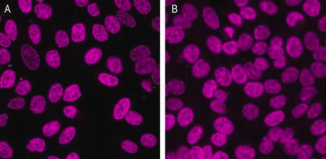 BioTracker&nbsp;650 Kernfarbstoff, rot Live cell imaging red nuclear staining dye with greater photostability than traditional blue fluorescent nuclear stains such as DAPI and Hoechst 33342.