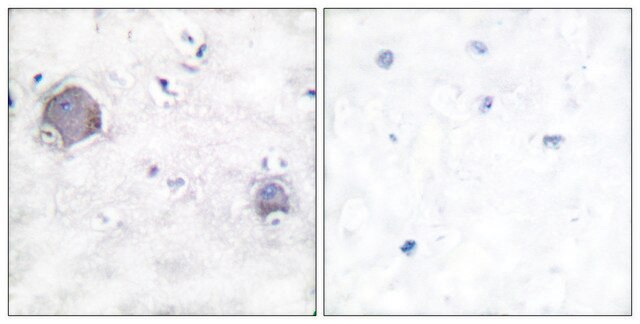 Anti-NOTCH1 (Cleaved-Val1754) antibody produced in rabbit affinity isolated antibody