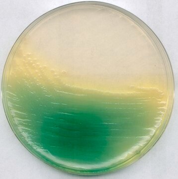 KING agar B (base) (Dansk Standard) suitable for microbiology