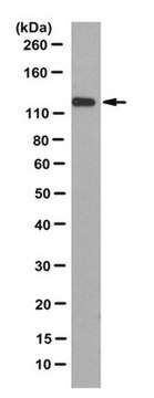 Anti-Nup96 Antibody, clone 4H5 clone 4H5, from rat