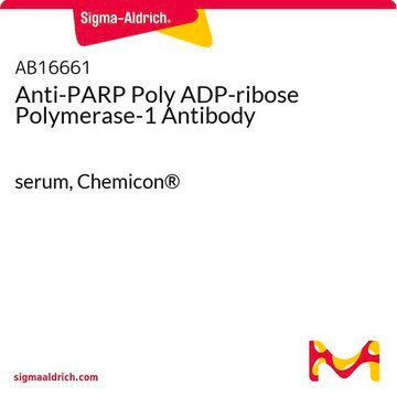 Anti-PARP Poly ADP-ribose Polymerase-1 Antibody serum, Chemicon&#174;