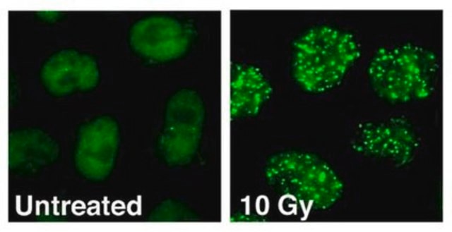 Anti-53BP1-Antikörper, Klon BP13 clone BP13, Chemicon&#174;, from mouse